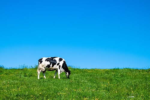 A cow in a field